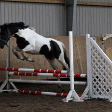 Anden særlig race Cheval