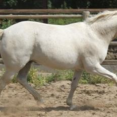 Sportsaraber (A) Shantih