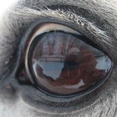 Sportsaraber (A) Shantih