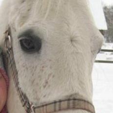 Sportsaraber (A) Shantih