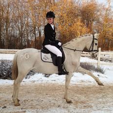 Anden særlig race Prins Grå<3