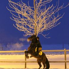 Anden særlig race Claggan Dare Lady
