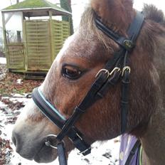 Dartmoor Skovbrynets Bastjan