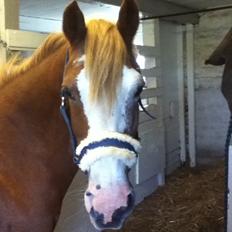 Anden særlig race Ravie * Min bedsteven*