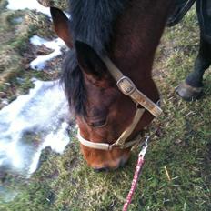 Fuldblod (XX) Mille Nyholm