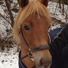 Gotlandsruss Ivanhoe<3