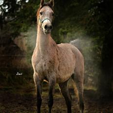 Arabisk fuldblod (OX) Ghasaan