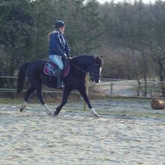 New Forest Naomi af Lindbjerghus