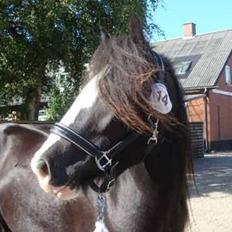 Irish Cob Kenzo's Disney / Prinsessen <3