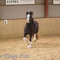 Irish Cob Kenzo's Disney / Prinsessen <3