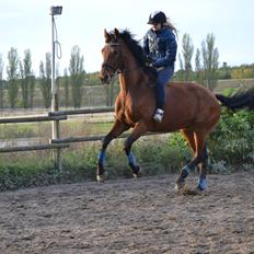Anden særlig race Cash *Soulmate* *Himmelhest*