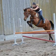 Anden særlig race Cash *Soulmate* *Himmelhest*
