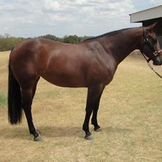 Quarter Reminic so Tari