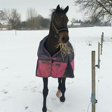 Anden særlig race Lotus