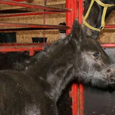 Anden særlig race Charmante