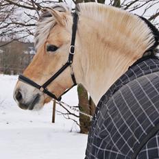 Anden særlig race Cognac