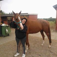 Arabisk fuldblod (OX) malko ox