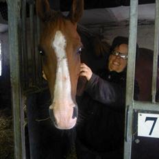 Arabisk fuldblod (OX) malko ox