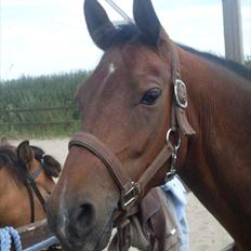 Tysk Sportspony Holsteins Jovenca<3