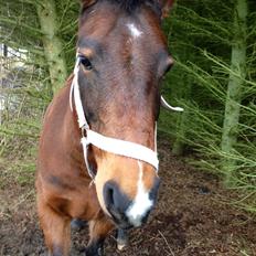 Tysk Sportspony Holsteins Jovenca<3