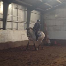 Anden særlig race Roosgårdens Campari