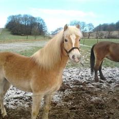 Haflinger Enghaves Noell