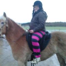 Haflinger Enghaves Noell