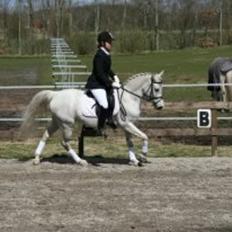 DSP Tjørnelunds Silva