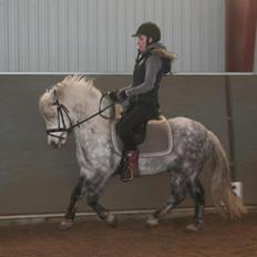 Welsh Pony (sec B) Nappemarkens Porsche