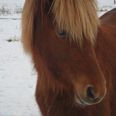 Islænder Gudrun fra Lyskjær