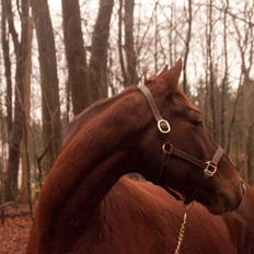 Anden særlig race Picasso <3