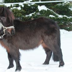Shetlænder Lille Krumme<3<3