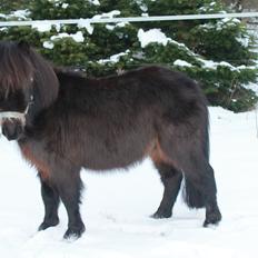 Shetlænder Lille Krumme<3<3