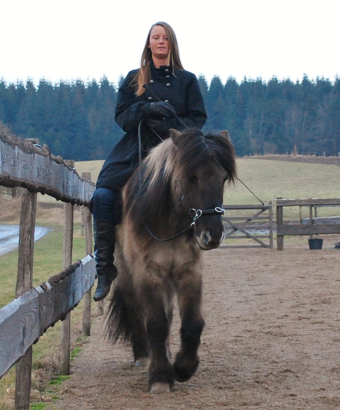 Islænder Sif frá Skarholt - Versade fra ryggen 1/2-13 billede 8