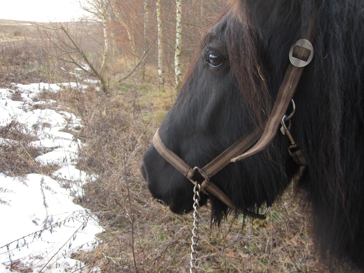 Fell pony | Lobke van de Koekoekshof [Lobby] - Vores første gå tur ♥ December 2012 | Foto: Mig billede 18