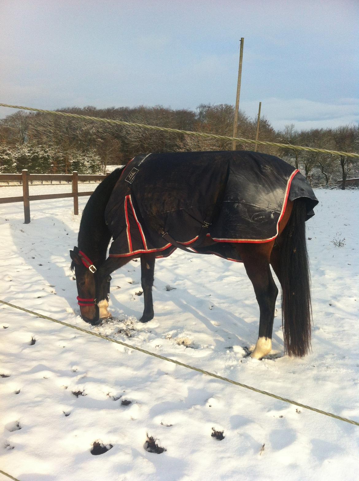 Dansk Varmblod Elmegaard´s Quote Me - Quote hygger i sneen :) billede 15