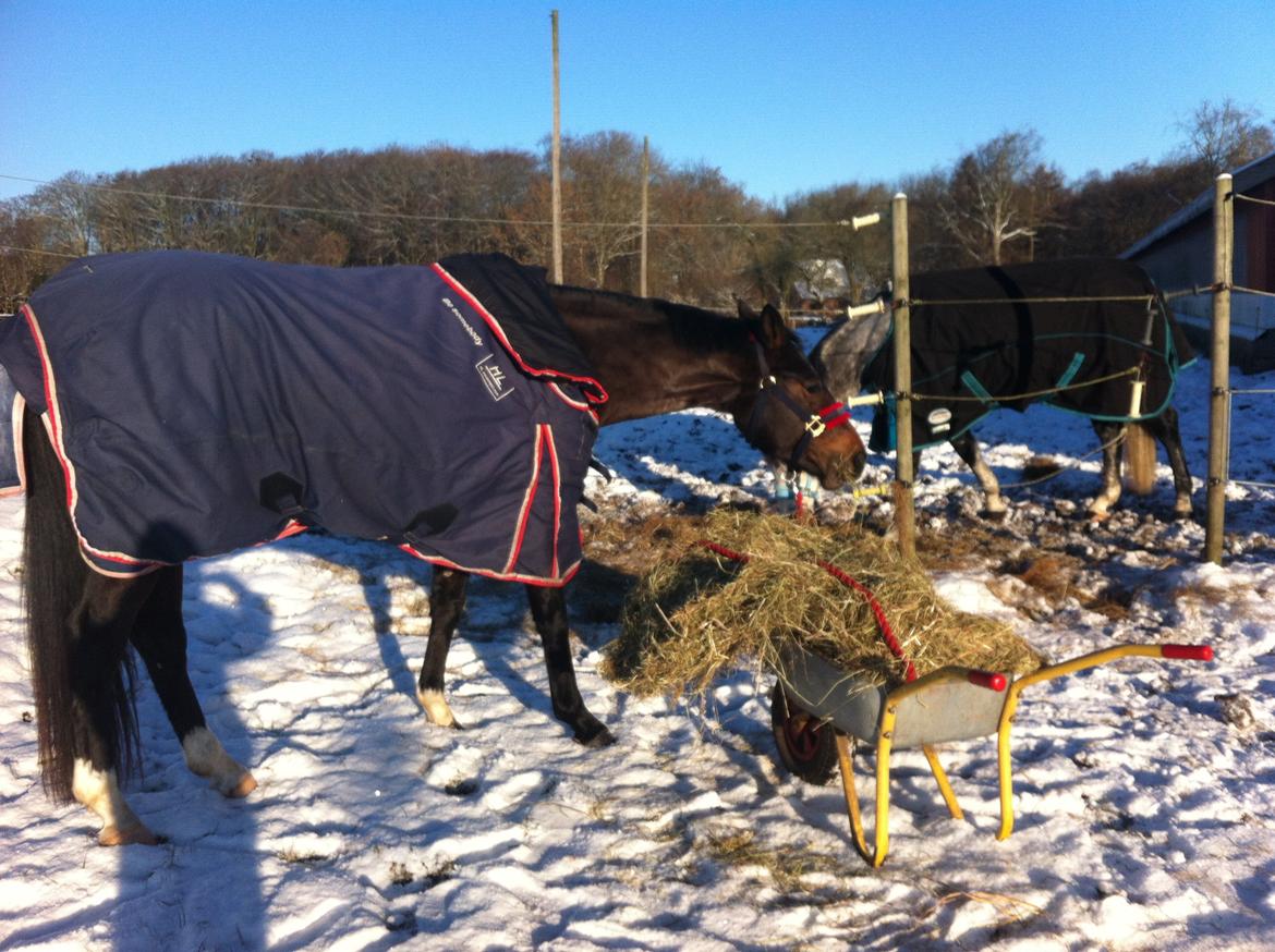 Dansk Varmblod Elmegaard´s Quote Me - Quote syntes det er hyggeligt at stå udenfor folden med en masse mad i trillebøren :) billede 16