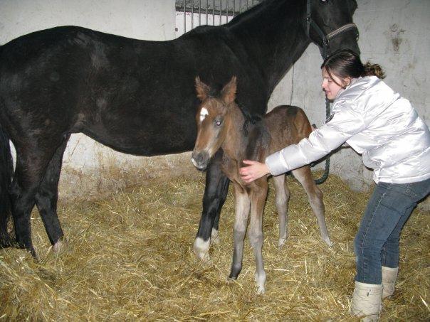 Dansk Varmblod Elmegaard´s Quote Me - Quote som føl 2009 billede 17