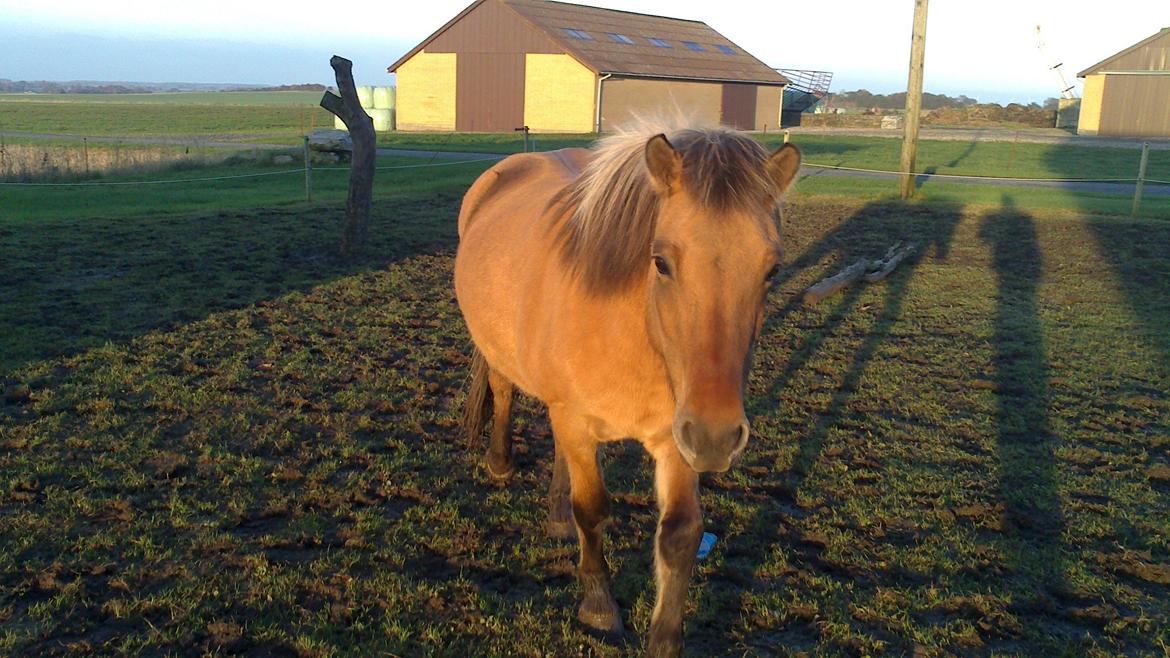 Anden særlig race Tasi <3 - Så smuk <3 Elsker dig  billede 7