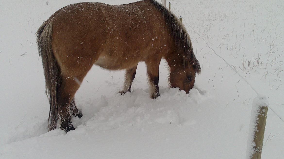 Anden særlig race Tasi <3 - Min egen ismule <3 Ih det er skønt med mulemys :p<3 billede 8
