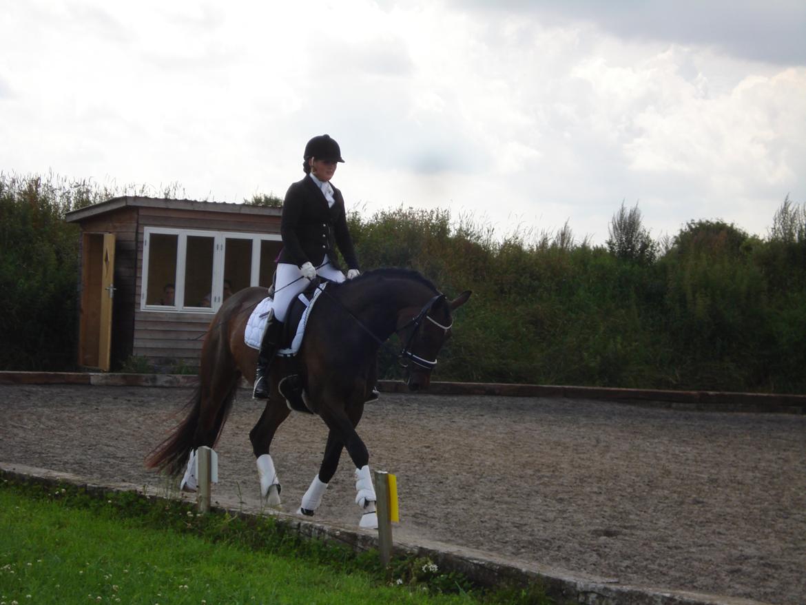 Dansk Varmblod Kgs. Hørgaard Handsome billede 2