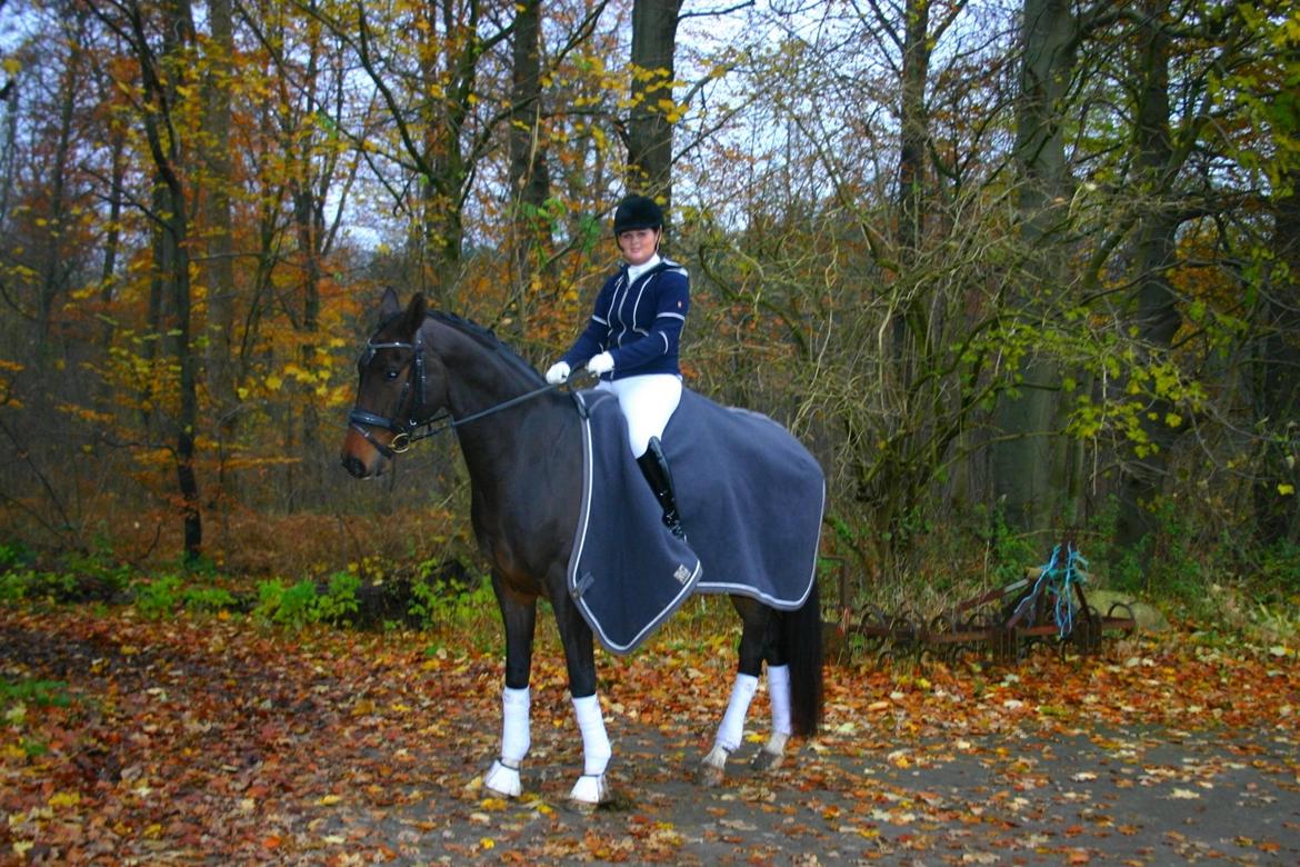 Dansk Varmblod Kgs. Hørgaard Handsome billede 10