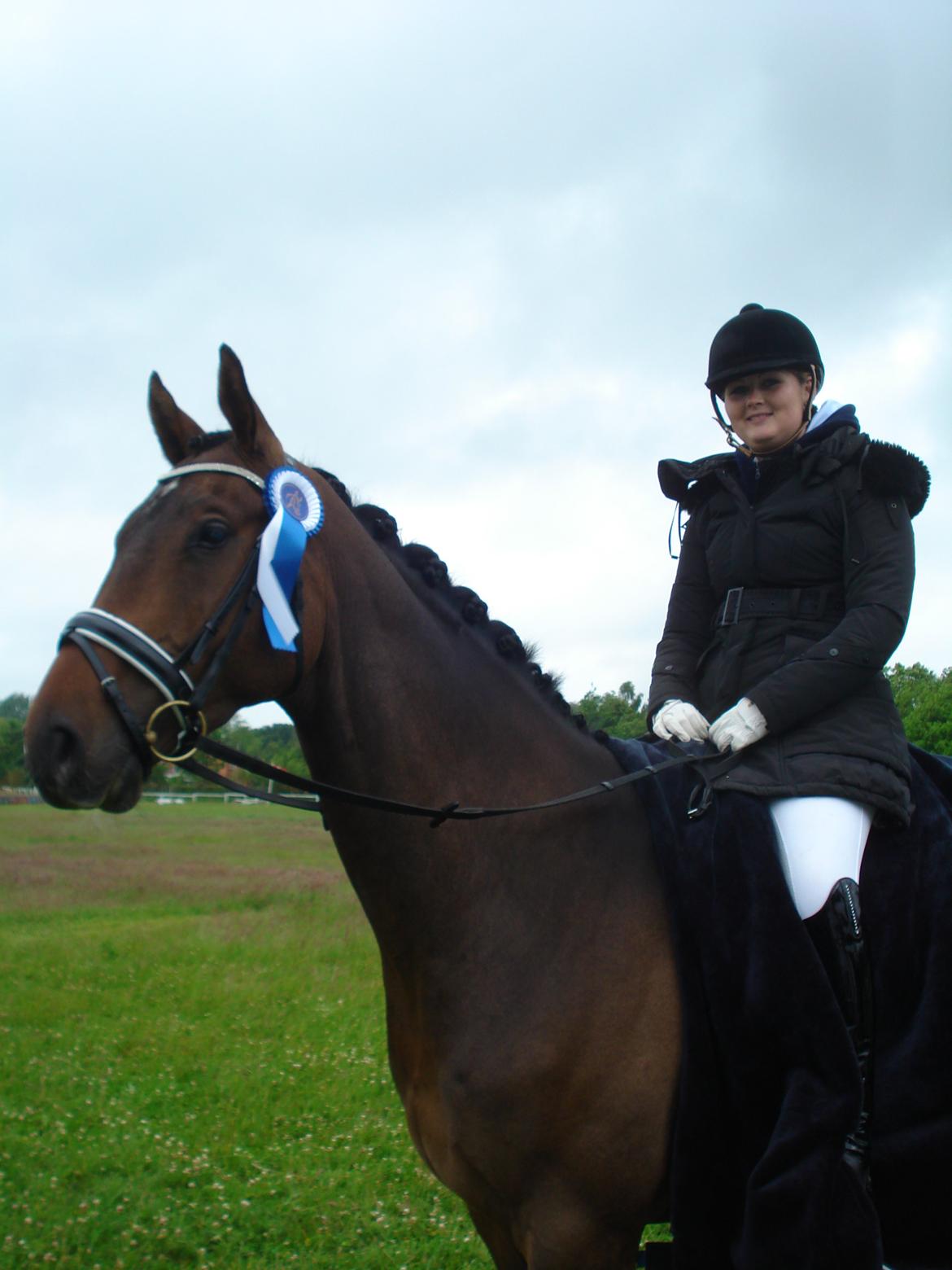 Dansk Varmblod Kgs. Hørgaard Handsome billede 5