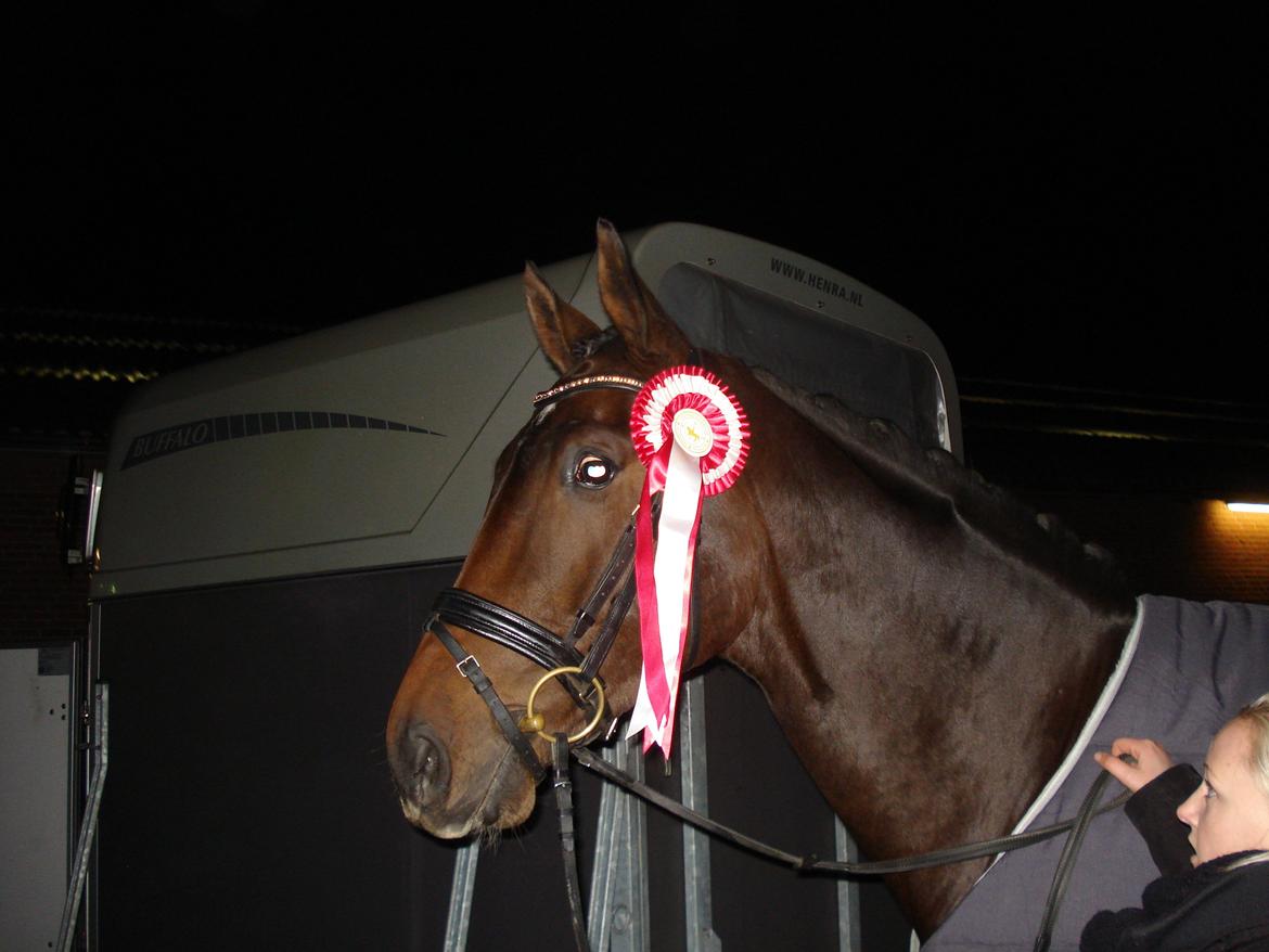 Dansk Varmblod Kgs. Hørgaard Handsome billede 15