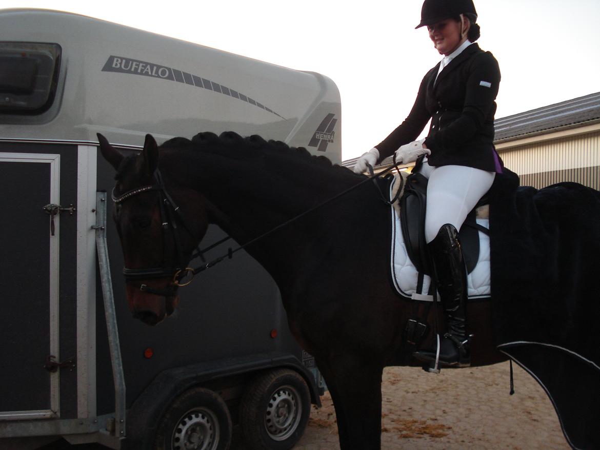 Dansk Varmblod Kgs. Hørgaard Handsome billede 19