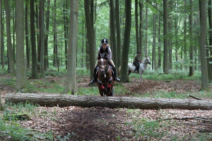 Anden særlig race Hercules billede 18