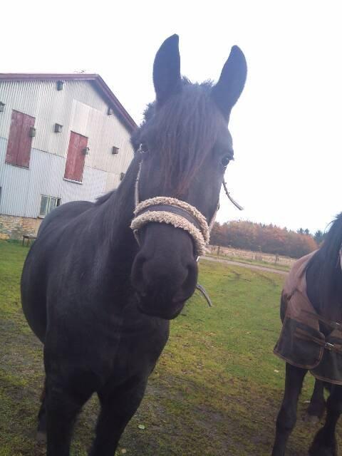 Frieser Tothøjlunds Joy - Joy på fold billede 2