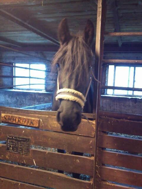 Frieser Tothøjlunds Joy - Joy i stalden billede 3