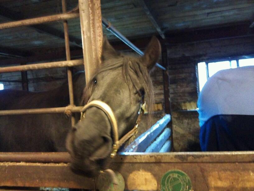 Frieser Tothøjlunds Joy - Tothøjlunds Joy  billede 5