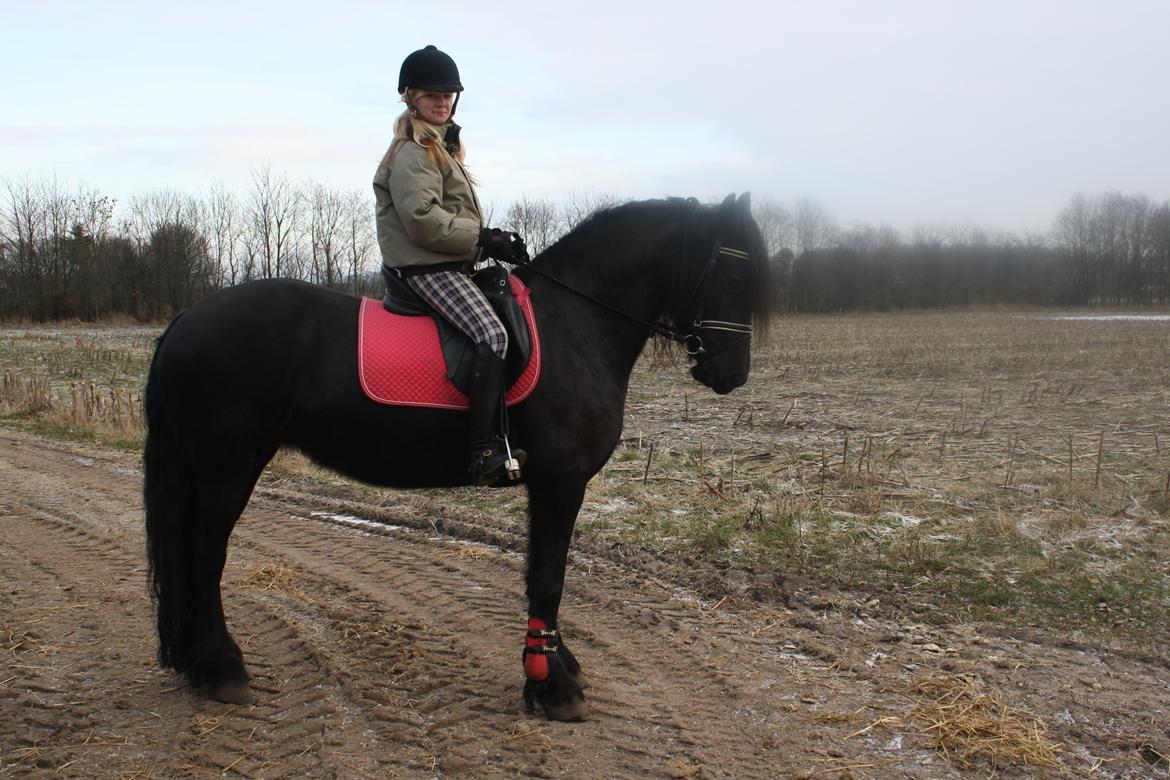 Frieser Tothøjlunds Joy - Tothøjlunds Joy billede 10